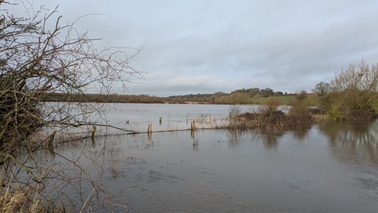 flooded fields